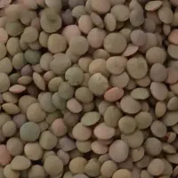 عدس محلی