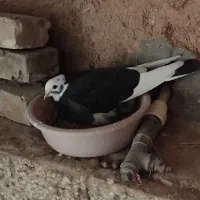 جفت کفتر کشکلک و جفت کفتر گرگی|پرنده|یزد, |دیوار