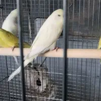 مرغ عشق انگلیسی
