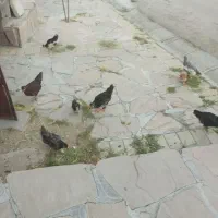 جوجه سه ماه گلین