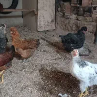 ۳عدد مرغ و ۲عدد  خروس
