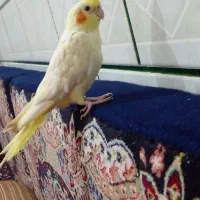 عروس پاریس