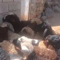 دونه ای ۲۰ ملوین