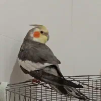 پرنده عروس هلندی سخنگو