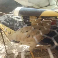 مرغ وطاخچه طاقچه محلی تخم گذار