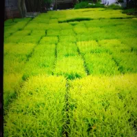 نشاهاشمی دستی و ماشینی قیمت مناسب