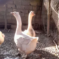 قو غاز لیندا میکس