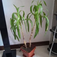 گل شاداب