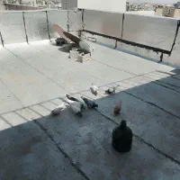 عرض ادب