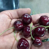 گیااس فرنگی درجه ۱
