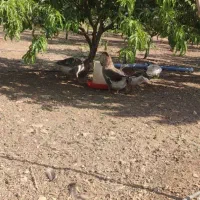 قو غاز|حیوانات مزرعه|سنندج, |دیوار