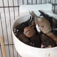 قناری آماده و فنچ