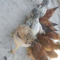 50 عدد نیمچه محلی