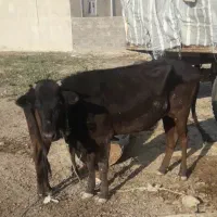 گاو شیر ده جوان نژاد کردی