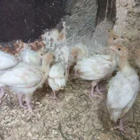 جوجه بوقلمون بیوتی ۲۹روزه و جوجه مرغ گلپایگان