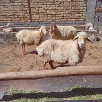 میش  وبره پای پروار