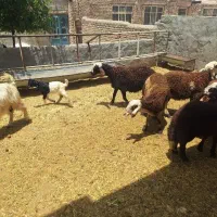 بره نر و ماده نذری و قربانی