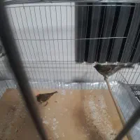 دو عدد گلبسر سر قرمز