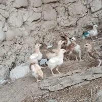 12عددجوجه زیر مرغی یکجا بدون مرغ