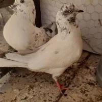 کاشونی پرشی