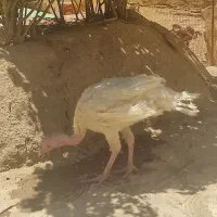 بوقلمون
