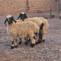 ۳ تا بره نر