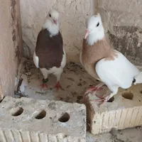 طوق سیاه سرخ زرد شهری