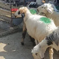 میش داشتی