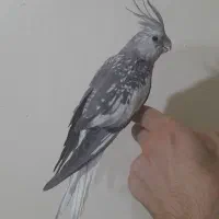 عروس هلندی نر اهلی و دستی  ایزابلا