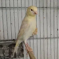 جوجه قناری نر و ماده