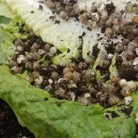 تخم و جوجه حلزون اچاتینا و البینو