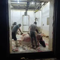 خرید و فروش حیوانات گوشتی