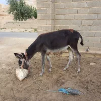 الاغ نر یک ساله