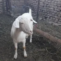 فروش بز سانن اصل