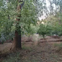 باغچه ۵۱۰ متری طزرکش کوهین قزوین