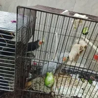 اهواز اهواز اندیمشک روستایی حلاف یک