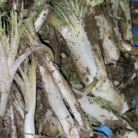 کنگر|عمده‌فروشی|شیروان (لرستان), |دیوار