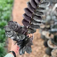 فروش لوکس ترین گیاهان آپارتمانی