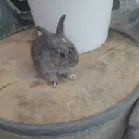 بچه خرگوش ناز