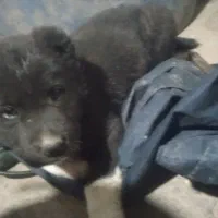 واگذاری توله نر دو رگ