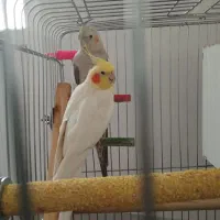 عروس هلندی مولد