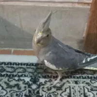پرنده