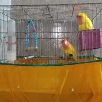 طوطی