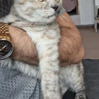 گربه بریتیش ۷ ماهه ماده
