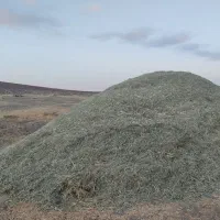علوفه (گیای وشکه میری)