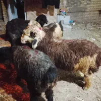 بره