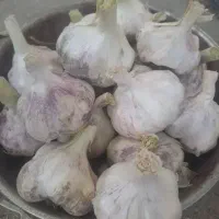 فروش سیر محلی درشت