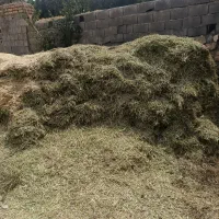 شبدر