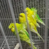 جفت مرغ عشق پروانه ایی بالغ کارداده