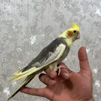عروس هلندی دستی سربندرم